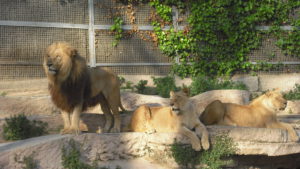 Barcelona zoo