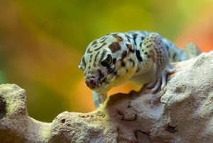 Gecko Barcelona zoo